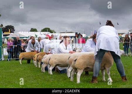 Zeigt Beltex Schafe auf der Great Yorkshire Show, 2021. Stockfoto