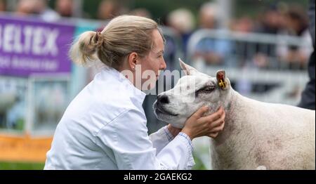 Zeigt Beltex Schafe auf der Great Yorkshire Show, 2021. Stockfoto