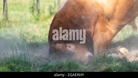 Aggressiver Bulle, der seinen Kopf auf dem Boden reibt. Cumbria, Großbritannien. Stockfoto