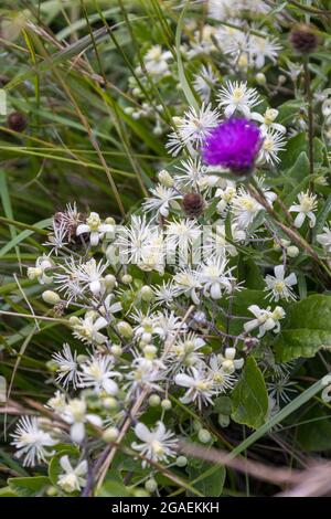 Old Mans Beard (Clematis vitalba) wächst auf den South Downs Stockfoto