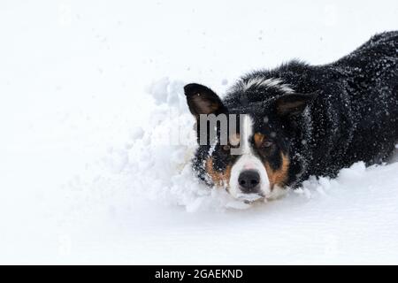 Schafhunde laufen im Schnee, Yorkshire Dales, Großbritannien. Stockfoto