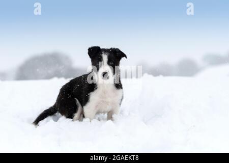 Border Collie Schäferhund Welpe spielt im Schnee, North Yorkshire, Großbritannien. Stockfoto
