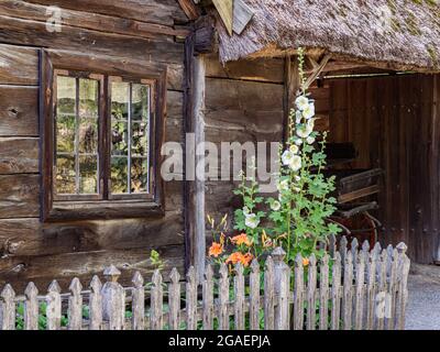 Altes schwedisches Blockhaus mit Fenster und weißen Malwegeblüten im Sommer. Nortern Europe Stockfoto