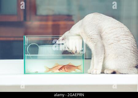 Britische Kurzhaar-Silberkatze, die Goldfische in einem Aquarium beobachtet. Stockfoto