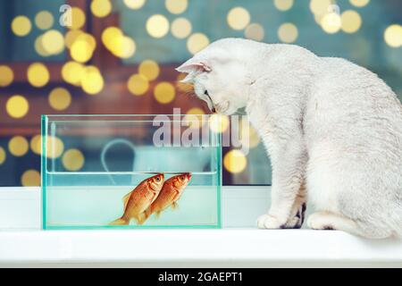 Britische Kurzhaar-Silberkatze, die Goldfische in einem Aquarium beobachtet. Stockfoto