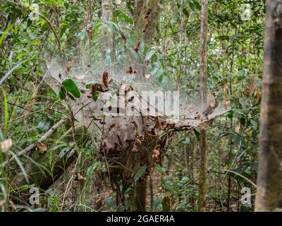 Ein riesiges Spinnennest im Amazonas-Dschungel. Amazonien. Südamerika. Stockfoto