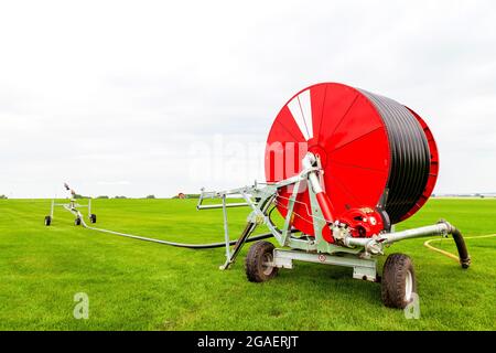 Bewässerung eines grünen Gemüsefeldes mit einem großen Wasserschlauch auf der roten Spule und Sprinkler im Sommer. Landwirtschaft und Nahrungsmittelproduktion. Stockfoto