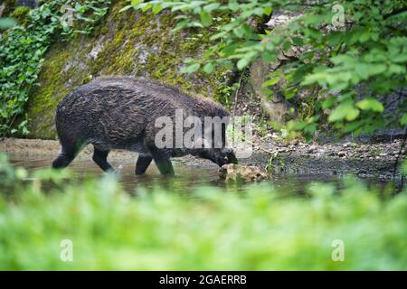 Nahaufnahme des Visayan Warty Schweins, das im Wasser in der Natur steht Stockfoto