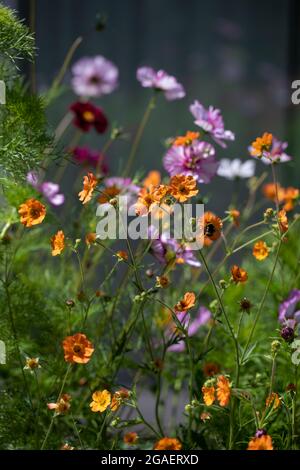 Blumengrenze im Hochsommer mit geum und Kosmos Stockfoto