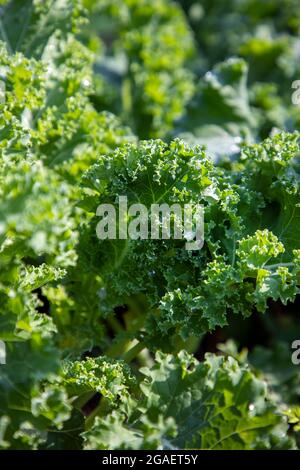 Kale wächst im Garten Stockfoto
