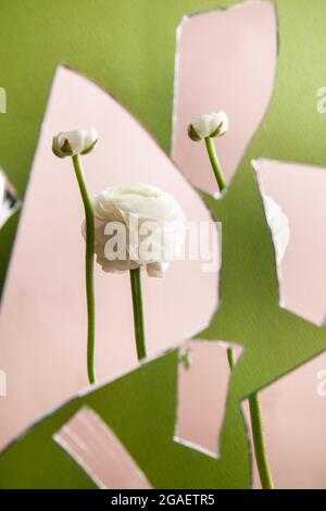 Weiße Blume gegen Stücke zerbrochenes Glas gegen Grün und Rosa Stockfoto