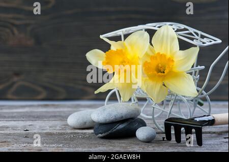 Balancierende Kieselsteine und gelbe Blumen, ZEN Stone Garden auf Holzhintergrund, Spa ruhiges Szenenkonzept Stockfoto