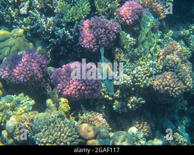 Unterwasserfotografie der Riffe des Roten Meeres im Süd-Sinai Stockfoto