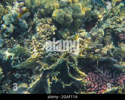 Unterwasserfotografie der Riffe des Roten Meeres im Süd-Sinai Stockfoto