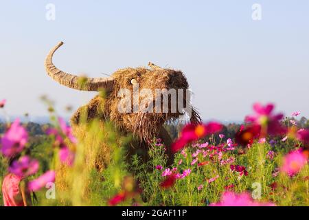 Im farbenfrohen kosmischen Garten ist eine Strohpuppe in Büffelform installiert, die von Touristen gesehen und fotografiert werden kann. Kosmos Blume gar Stockfoto