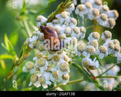 Kleine Wiesenschnecken auf einem Schafgarben-Blütenstand Stockfoto