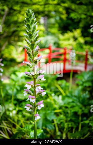 Batsford Arboretum, Großbritannien Stockfoto