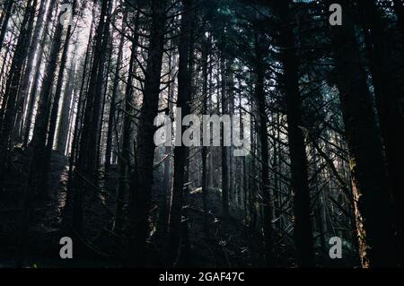 Sonnenlicht durch den Scary and Creepy Pine Forest in Oregon Stockfoto