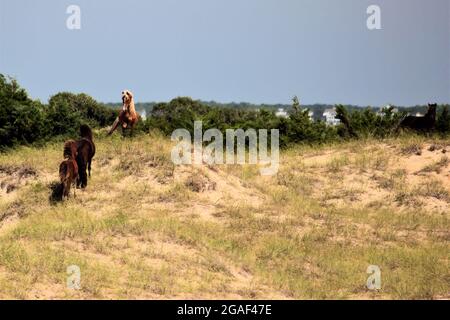 Wilde Pferde auf der Suche nach einem Kampf mit einem palomino am Outer Banks von North Carolina. USA Stockfoto