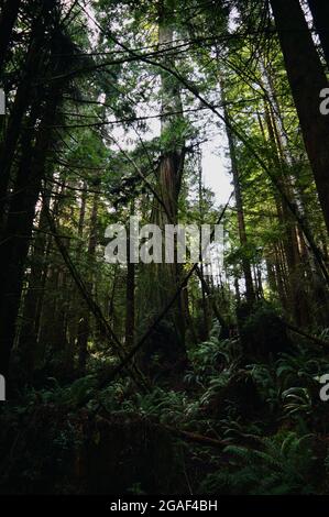 Twisting Redwood Tree in Nordkalifornien Stockfoto