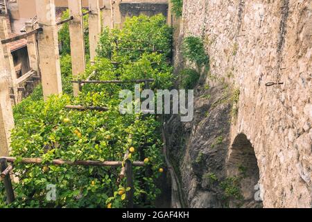 Besonderer Garten voller Zitronenbäume im Herzen von Limone sul Garda Stockfoto