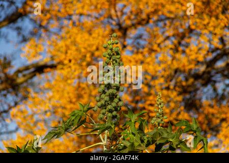 Ein Bund grüner Rizinusbohnen mit einem blühenden Baum im Hintergrund. Mamona. Stockfoto