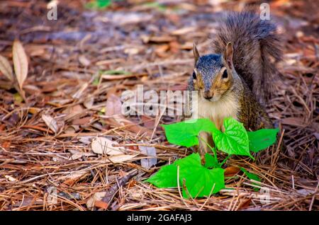 Ein östliches graues Eichhörnchen (Sciurus carolinensis) ist auf dem Bienville Square, 28. Juli 2021, in Mobile, Alabama, abgebildet. Stockfoto