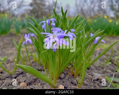 Nahaufnahme von blühenden blauen scilla luciliae Blumen an sonnigen Tagen. Erste Frühling bauchige Pflanzen. Selektiver Fokus mit Bokeh-Effekt. Zarter blauer Frühling Stockfoto