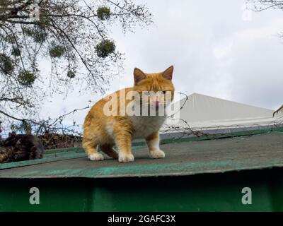 Eine große rot-weiße Katze mit einer hervorstehenden Zunge steht auf dem Dach vor dem Hintergrund des Himmels. Schmutzige traurige obdachlose Katze Stockfoto