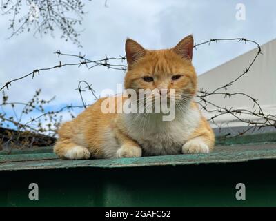 Eine heimelige rot-weiße Katze, die mit Stacheldraht auf dem Dach sitzt. Mongrel Katze, obdachloses Tier. Straße traurig schmutzige Katze Stockfoto