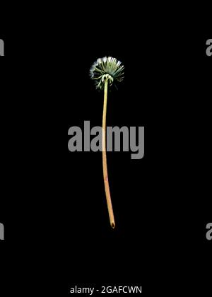 Eine Löchzahr, Taraxacum officianalis, verfing sich beim Akt der Eröffnung Stockfoto