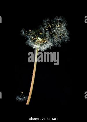 Eine Löwinenuhr, der Sämling von Taraxacum officianalis, wird gerade vom Wind weggeblasen Stockfoto