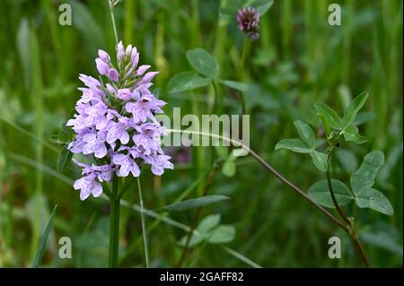 Wilde lila Orchideenblüte Stockfoto