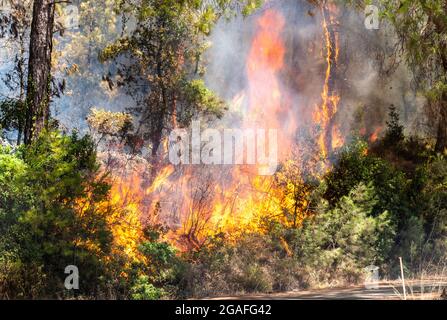 Marmaris, Mugla, Türkei – 30. Juli 2021. Flammen des Waldbrands in der Nähe der türkischen Kurstadt Marmaris. Stockfoto