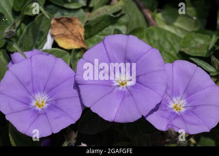 Nahaufnahme eines grundblauen Convolvulus (Convolvulus sabatius) blüht Stockfoto