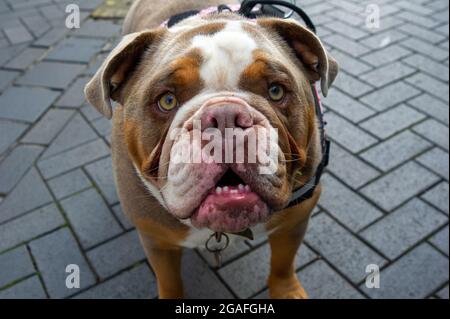 Windsor, Großbritannien. Juli 2021. Sidney, der britische Bulldog, erhielt heute viel Aufmerksamkeit im Stil von Prominenten, als er in der Peascod Street, Windsor, mit Blick auf Windsor Castle saß. Quelle: Maureen McLean/Alamy Stockfoto