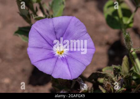 Nahaufnahme einer grundblauen Convolvulus (Convolvulus sabatius) Blüte in Blüte Stockfoto