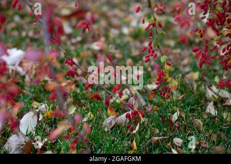 Ernte der Berberitze. Rote, reife Berberbeeren auf einem Ast, der als Symbol der Fruchtbarkeit über dem Herbstrasen hängt Stockfoto