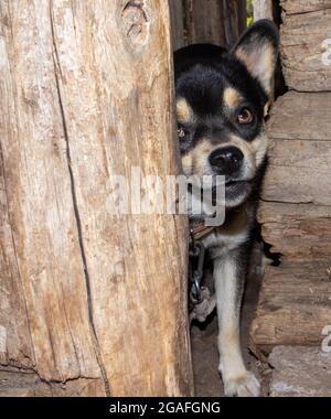 Ein schwarz-weißer kleiner Hund guckt aus dem Riss eines alten Holzschuppens. Stockfoto