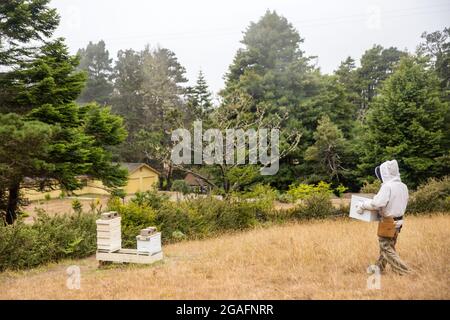 Imker, der mit einem Bienenstock in Mendocino, Kalifornien, arbeitet. Stockfoto