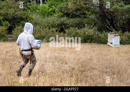 Imker, der mit einem Bienenstock in Mendocino, Kalifornien, arbeitet. Stockfoto