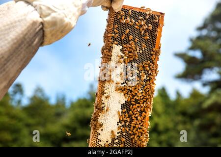 Imker, der mit einem Bienenstock in Mendocino, Kalifornien, arbeitet. Stockfoto