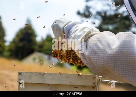 Imker, der mit einem Bienenstock in Mendocino, Kalifornien, arbeitet. Stockfoto