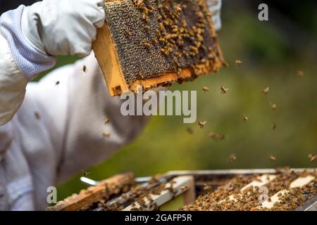 Imker, der mit einem Bienenstock in Mendocino, Kalifornien, arbeitet. Stockfoto