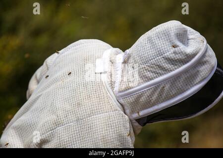 Imker, der mit einem Bienenstock in Mendocino, Kalifornien, arbeitet. Stockfoto