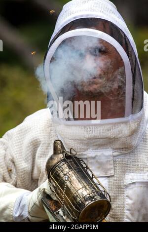 Imker, der mit einem Bienenstock in Mendocino, Kalifornien, arbeitet. Stockfoto