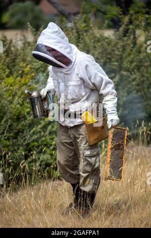 Imker, der mit einem Bienenstock in Mendocino, Kalifornien, arbeitet. Stockfoto