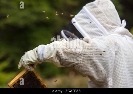 Imker, der mit einem Bienenstock in Mendocino, Kalifornien, arbeitet. Stockfoto