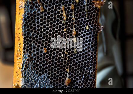 Honigwabe auf einer kleinen Bienenzuchtfarm in Mendocino, Kalifornien. Stockfoto