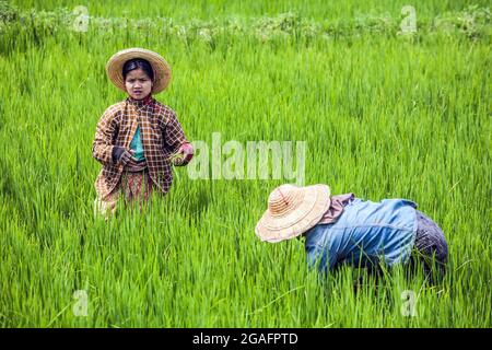 Zwei junge burmesische Frauen, die Strohhüte und Thanaka-Puder tragen, arbeiten im grünen Reisfeld, Inle Lake, Myanmar Stockfoto